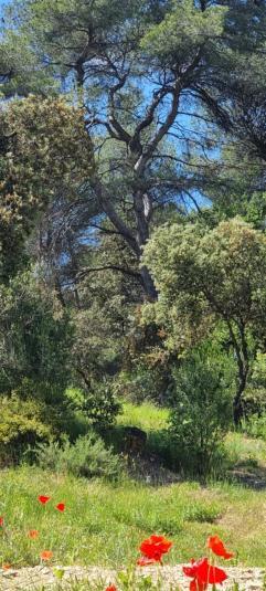 Les Bois De Zola Entre Provence Et Luberon Aparthotel Saint-Esteve-Janson Room photo